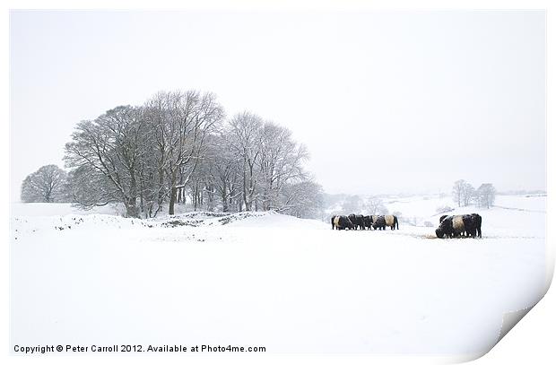 Cattle In A Snowy Field. Print by Peter Carroll