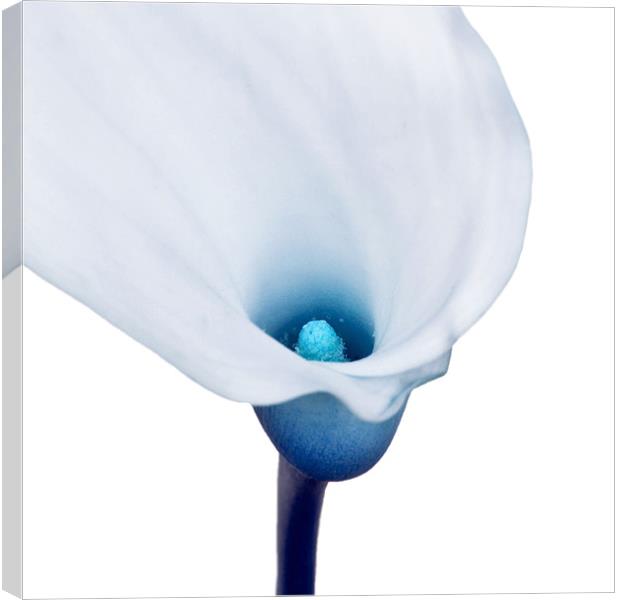 Blue Lilly Canvas Print by Alex Hooker