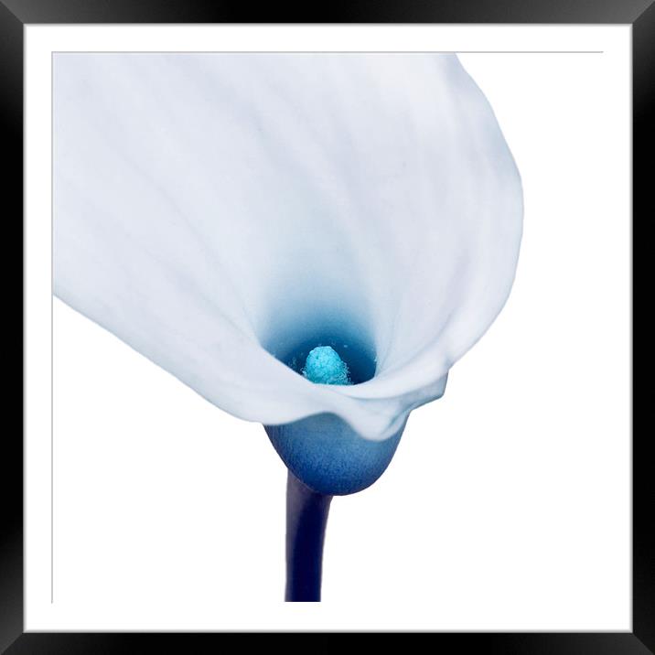 Blue Lilly Framed Mounted Print by Alex Hooker