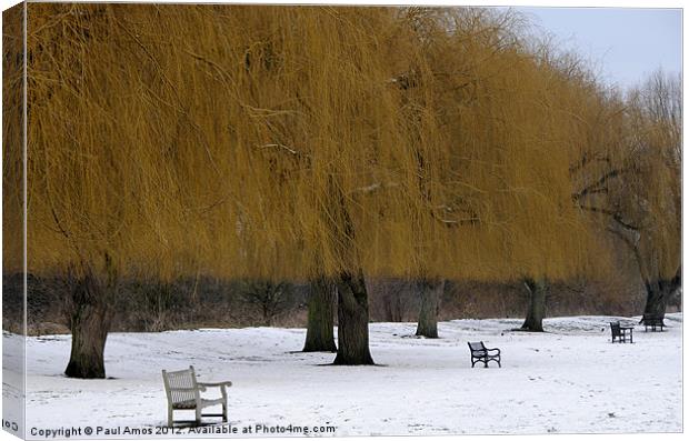 Winter Golden Trees Canvas Print by Paul Amos