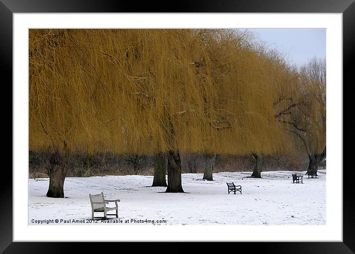 Winter Golden Trees Framed Mounted Print by Paul Amos