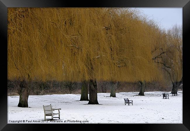 Winter Golden Trees Framed Print by Paul Amos