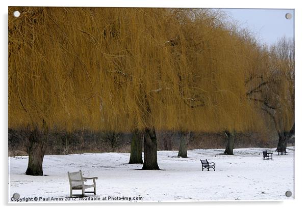 Winter Golden Trees Acrylic by Paul Amos