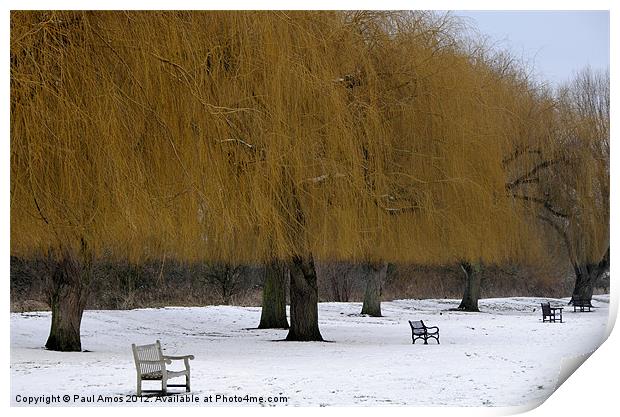 Winter Golden Trees Print by Paul Amos
