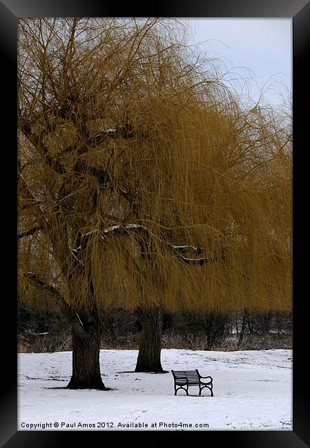 Winter Trees Framed Print by Paul Amos
