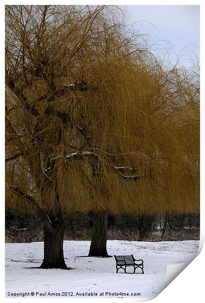 Winter Trees Print by Paul Amos