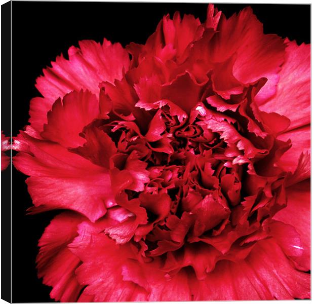 Red Carnation Canvas Print by Alex Hooker