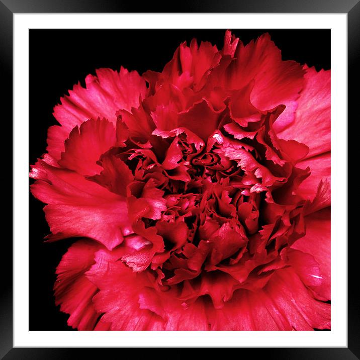 Red Carnation Framed Mounted Print by Alex Hooker