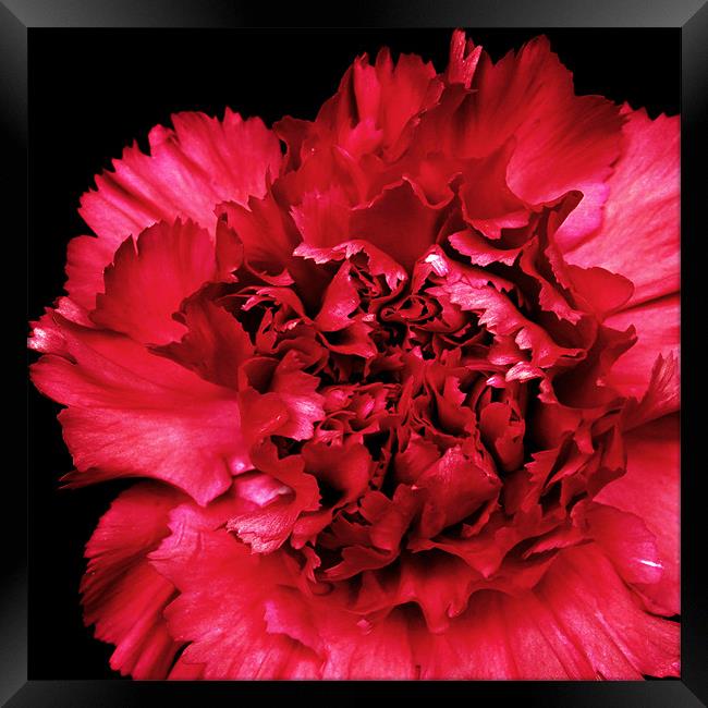 Red Carnation Framed Print by Alex Hooker