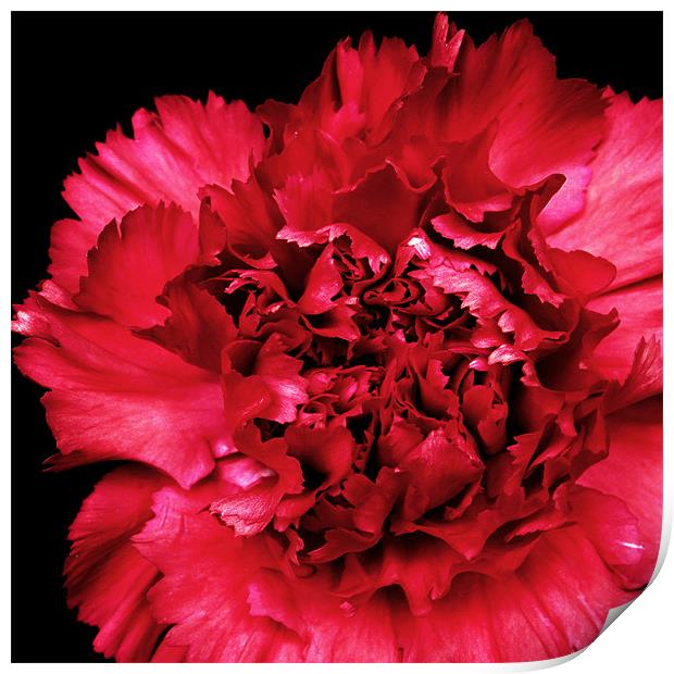 Red Carnation Print by Alex Hooker