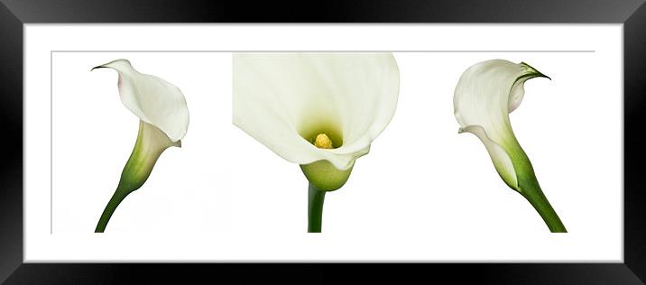 Three White Lillies Framed Mounted Print by Alex Hooker