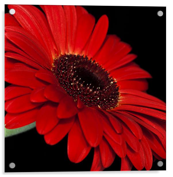 Red Gerbera Acrylic by Alex Hooker