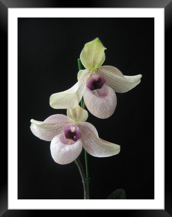 Paph. Lynleigh Koopowitz Framed Mounted Print by Rong  Kruckner