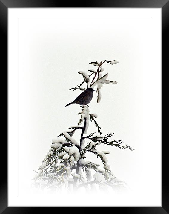 Song bird Framed Mounted Print by Sharon Lisa Clarke
