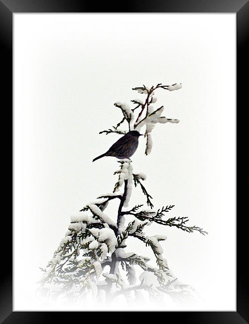 Song bird Framed Print by Sharon Lisa Clarke
