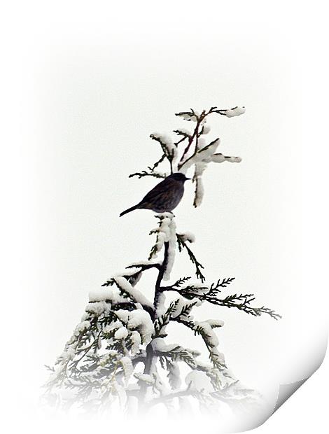 Song bird Print by Sharon Lisa Clarke
