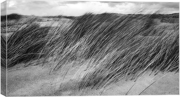 Windswept Marram Grass Canvas Print by Wayne Molyneux