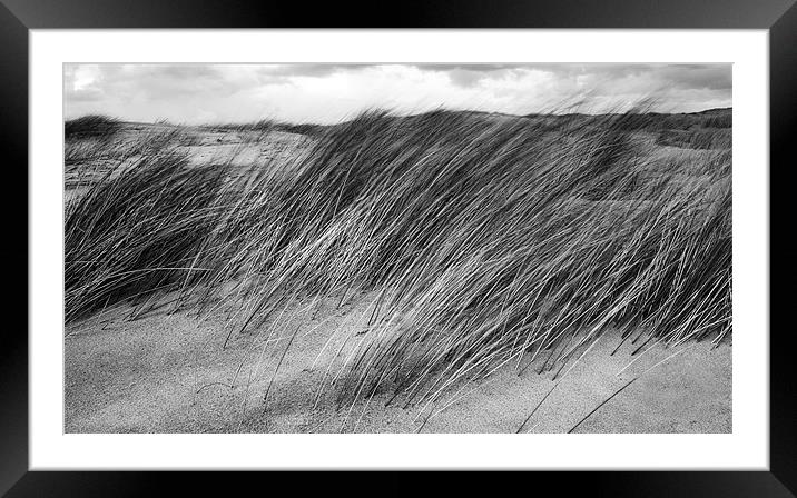 Windswept Marram Grass Framed Mounted Print by Wayne Molyneux