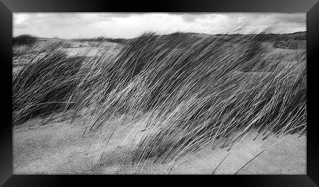 Windswept Marram Grass Framed Print by Wayne Molyneux