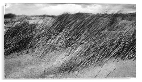 Windswept Marram Grass Acrylic by Wayne Molyneux