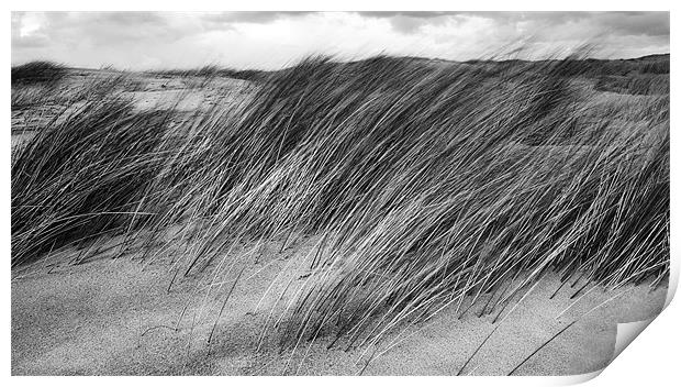 Windswept Marram Grass Print by Wayne Molyneux