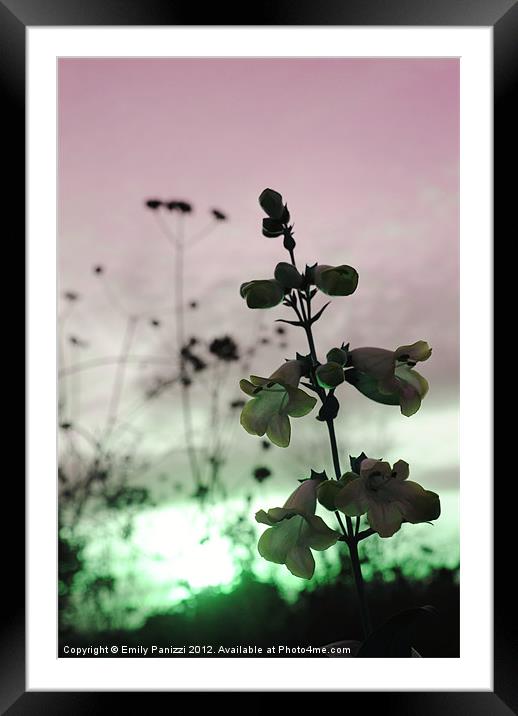 Flora at Sunset - Altered Hue Framed Mounted Print by Emily Panizzi