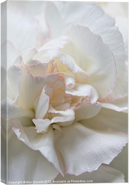 White Carnation Canvas Print by Ann Garrett