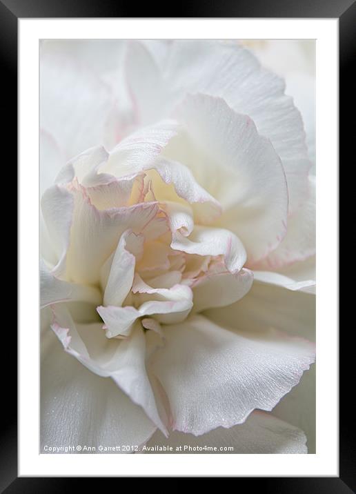 White Carnation Framed Mounted Print by Ann Garrett