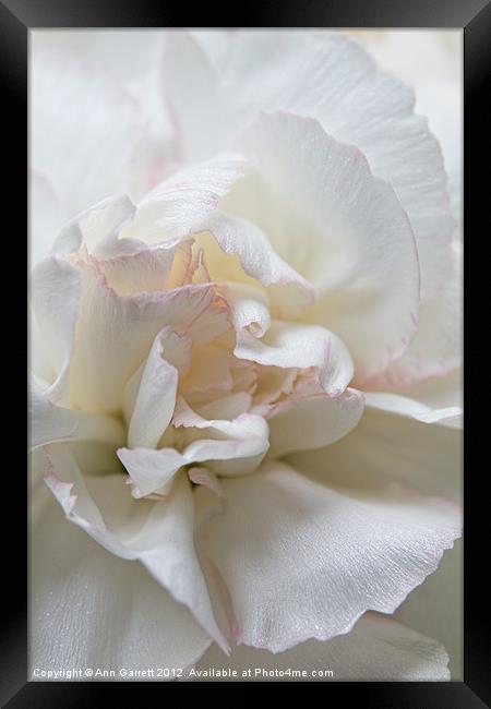 White Carnation Framed Print by Ann Garrett