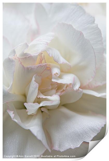 White Carnation Print by Ann Garrett