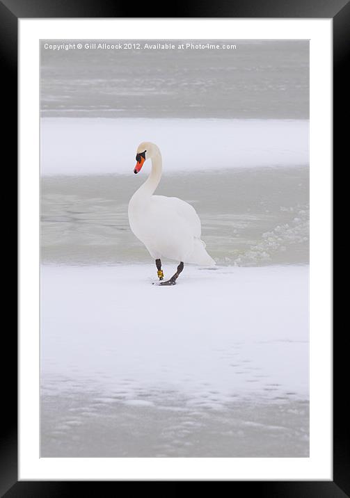 Swan Lake on Ice Framed Mounted Print by Gill Allcock