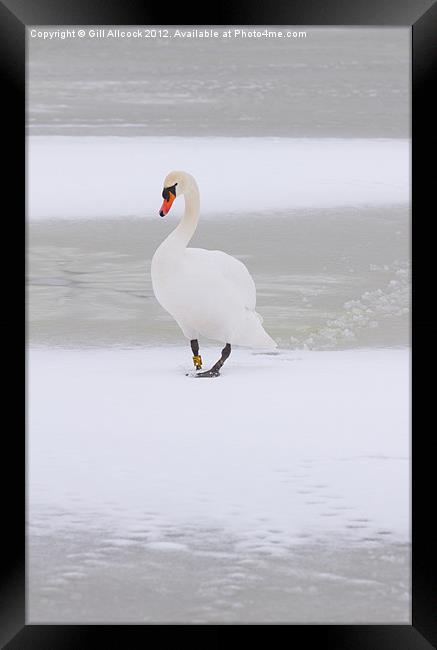 Swan Lake on Ice Framed Print by Gill Allcock