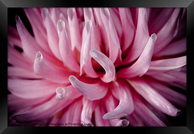 pink dahlia tentacles Framed Print by Jo Beerens