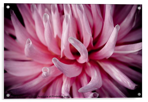 pink dahlia tentacles Acrylic by Jo Beerens