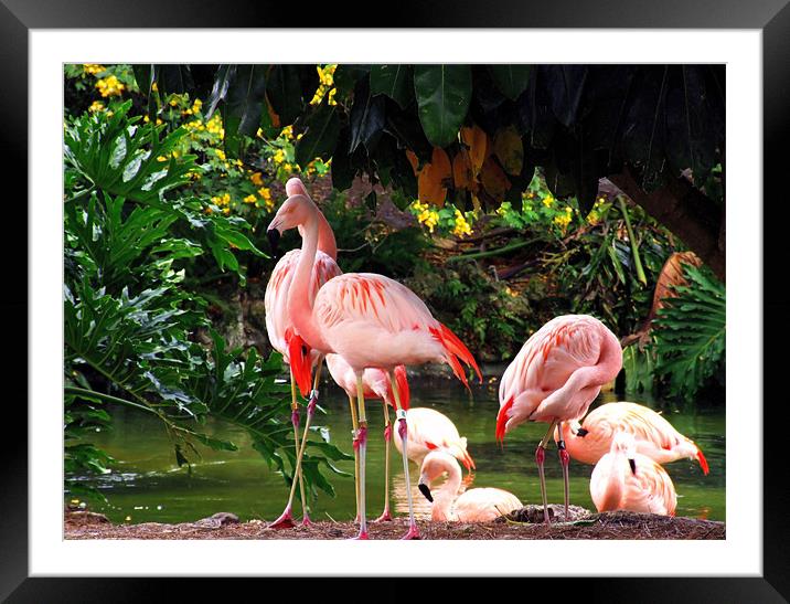 Family Of Flamingo Framed Mounted Print by Mikaela Fox