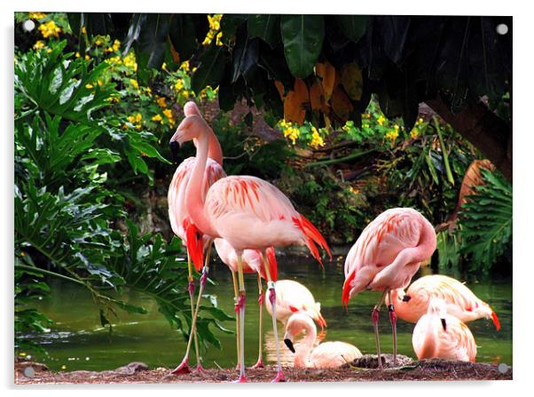 Family Of Flamingo Acrylic by Mikaela Fox