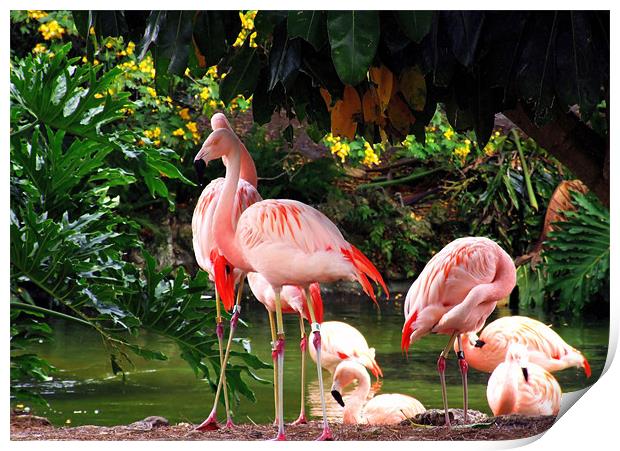 Family Of Flamingo Print by Mikaela Fox