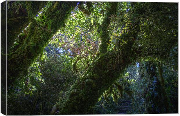Fairy Forest Canvas Print by Keith Thorne