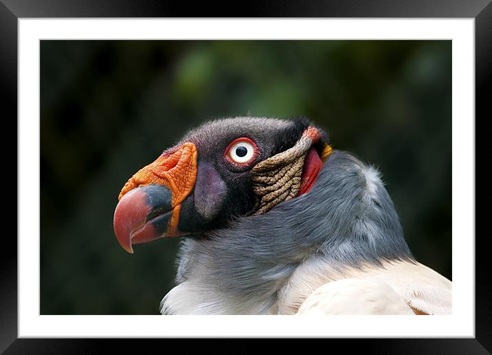 King Vulture Framed Mounted Print by Val Saxby LRPS