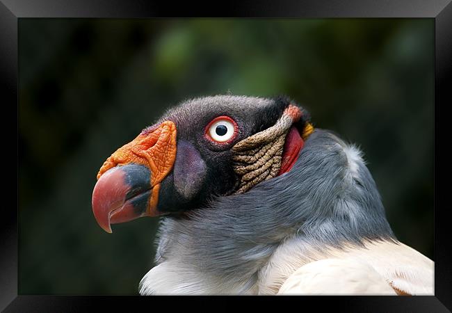 King Vulture Framed Print by Val Saxby LRPS