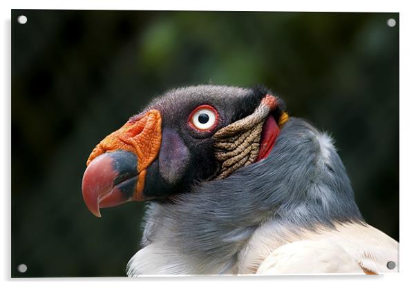 King Vulture Acrylic by Val Saxby LRPS
