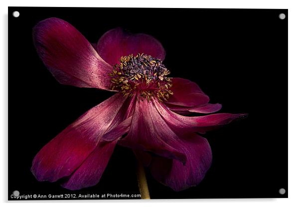 Deep Pink Anemone - 1 Acrylic by Ann Garrett