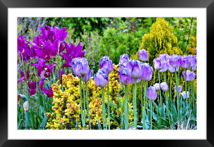 Spring Garden of Tulip Flowers Framed Mounted Print by Elaine Manley