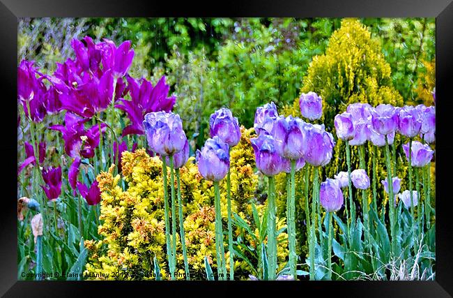 Spring Garden of Tulip Flowers Framed Print by Elaine Manley