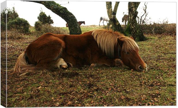 Let sleeping horses lie Canvas Print by jim jennings