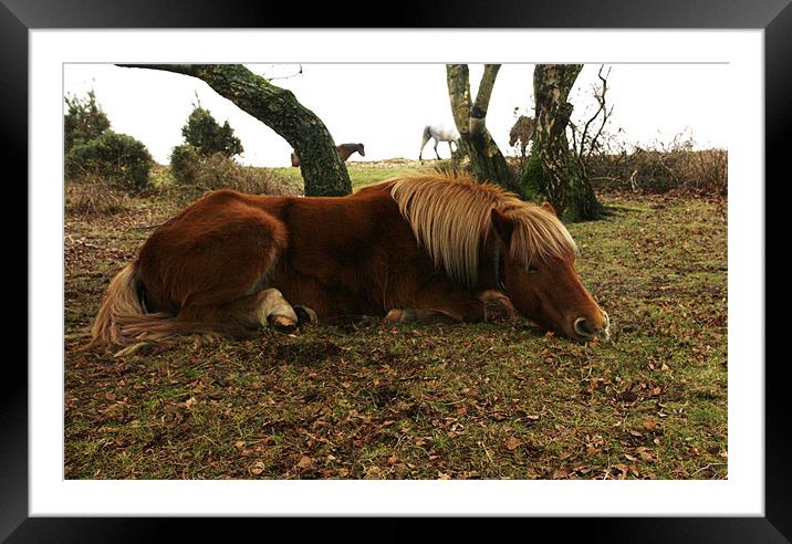 Let sleeping horses lie Framed Mounted Print by jim jennings