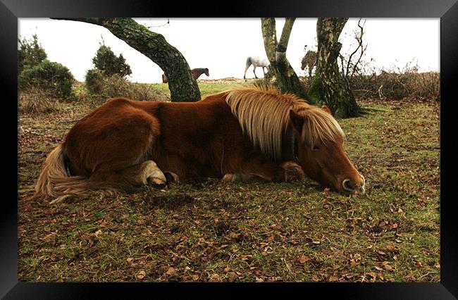 Let sleeping horses lie Framed Print by jim jennings