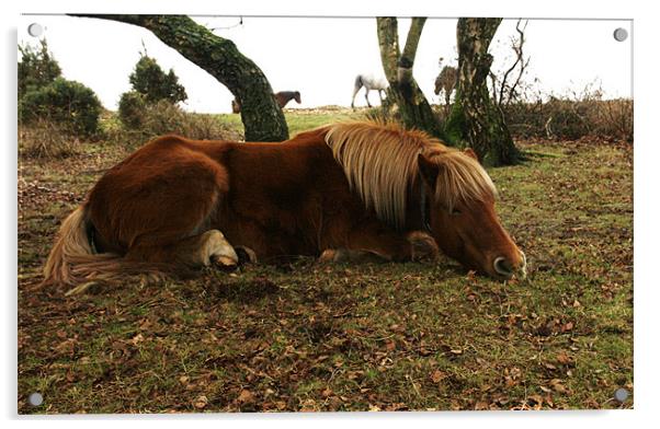 Let sleeping horses lie Acrylic by jim jennings