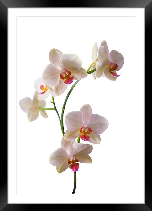 Orchid Spray Framed Mounted Print by Jacqi Elmslie