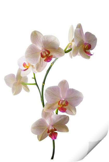Orchid Spray Print by Jacqi Elmslie